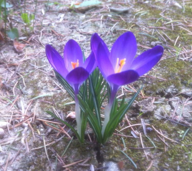 Photographie intitulée "CROCUS SATIVUS  (SA…" par Jeannette Allary, Œuvre d'art originale