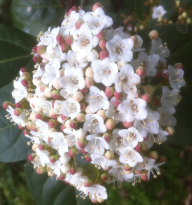 Photographie intitulée "LAURIER    ( Fleur…" par Jeannette Allary, Œuvre d'art originale