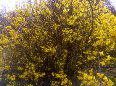 Photography titled "FORSYTHIA" by Jeannette Allary, Original Artwork