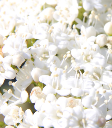 Photographie intitulée "PRINTEMPS BLANC" par Jeannette Allary, Œuvre d'art originale