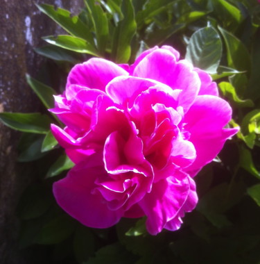 Photographie intitulée "PIVOINE" par Jeannette Allary, Œuvre d'art originale