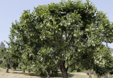 Fotografia intitolato "TILLEUL   ou (Arbre…" da Jeannette Allary, Opera d'arte originale