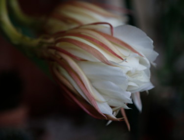 「ECLOSE  ( fleur de…」というタイトルの写真撮影 Jeannette Allaryによって, オリジナルのアートワーク