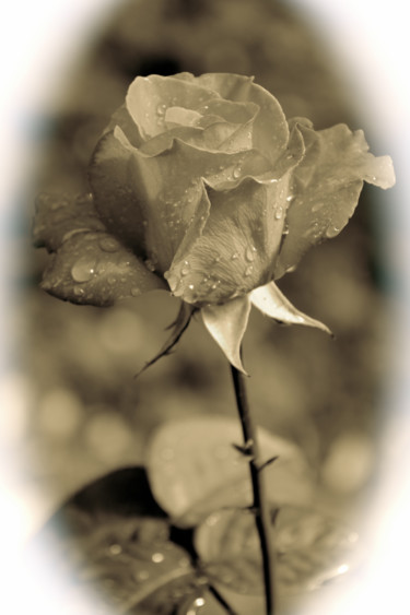 Fotografia intitulada "ROSE NOSTALGIE" por Jeannette Allary, Obras de arte originais