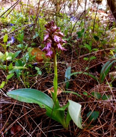 Photography titled "ORCHIS PURPUREA   (…" by Jeannette Allary, Original Artwork