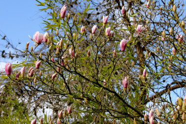 Photographie intitulée "VIVE LE PRINTEMPS !…" par Jeannette Allary, Œuvre d'art originale