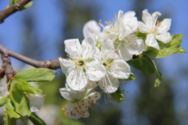 Photography titled "FLEURS du PRINTEMPS" by Jeannette Allary, Original Artwork