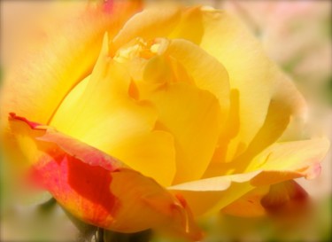 Photographie intitulée "ROSE SOLEIL du Week…" par Jeannette Allary, Œuvre d'art originale