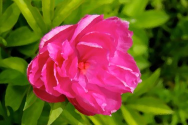 Arts numériques intitulée "COEUR de PIVOINE" par Jeannette Allary, Œuvre d'art originale, Peinture numérique