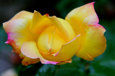 Photographie intitulée "ROSE de ce JOUR" par Jeannette Allary, Œuvre d'art originale