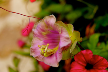 Photographie intitulée "FLEUR de COBEE" par Jeannette Allary, Œuvre d'art originale