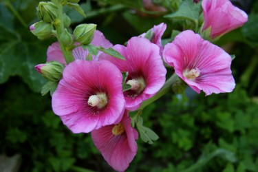 Photographie intitulée "ROSES TREMIERES" par Jeannette Allary, Œuvre d'art originale