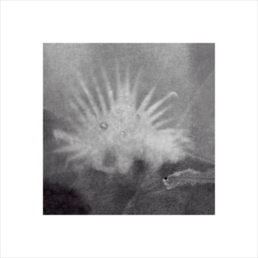 Quasi aquatique Photographie intitulée "Quasi aquatique" par Jeanpaul Zak, Œuvre d'art originale, Photographie argentique