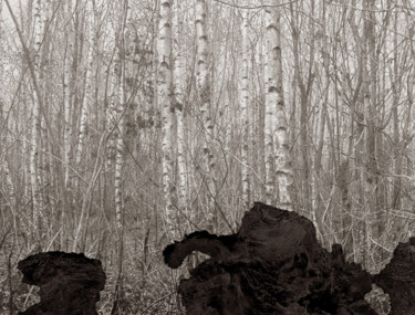 Photographie intitulée "Cœur de forêt II" par Jeanpaul Zak, Œuvre d'art originale, Photographie numérique