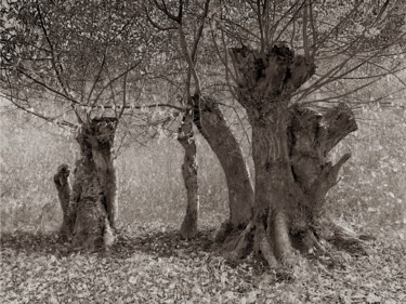 Photography titled "Cœur de forêt VI" by Jeanpaul Zak, Original Artwork, Digital Photography