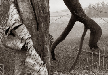 Photographie intitulée "Cœur de forêt VII" par Jeanpaul Zak, Œuvre d'art originale, Photographie numérique