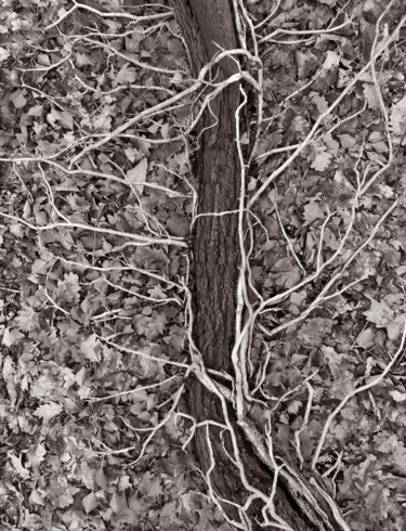 Photographie intitulée "Cœur de forêt VIII" par Jeanpaul Zak, Œuvre d'art originale, Photographie numérique