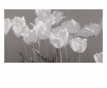 Tulipes du jardin Photographie intitulée "Tulipes du jardin" par Jeanpaul Zak, Œuvre d'art originale, Photographie argentique