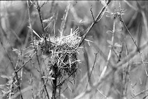 Photographie intitulée "le nid" par Jean Pierre Joly, Œuvre d'art originale