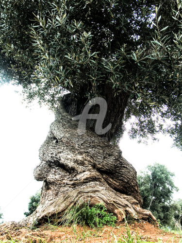 Fotografie getiteld "Arlecchino - il bos…" door Jebell, Origineel Kunstwerk, Digitale fotografie