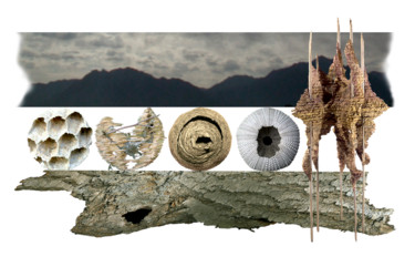 Artes digitais intitulada "Nesting" por Jeff Key, Obras de arte originais, Foto Montagem