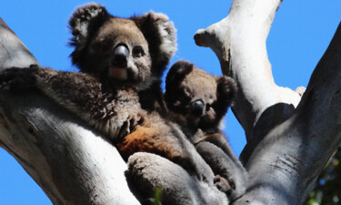 Obrazy i ryciny zatytułowany „Koala Bear Canvas P…” autorstwa Jeremy Western, Oryginalna praca, Cyfrowy wydruk