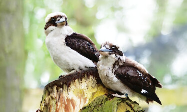 "Kookaburra Painting…" başlıklı Baskıresim Jeremy Western tarafından, Orijinal sanat, Dijital baskı