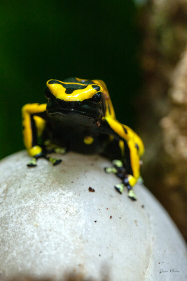 Photography titled "Dendrobates Leucome…" by Jérôme Marteau, Original Artwork, Digital Photography Mounted on Aluminium