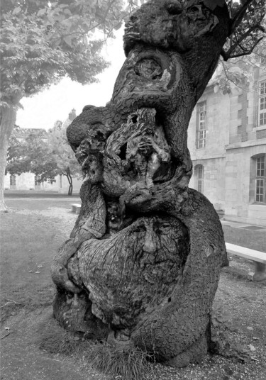 Photography titled "L'arbre de memoire" by Jérôme Cambra, Original Artwork