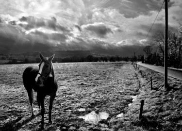 Photographie intitulée "Pur sang au pâturage" par Jérôme Cambra, Œuvre d'art originale