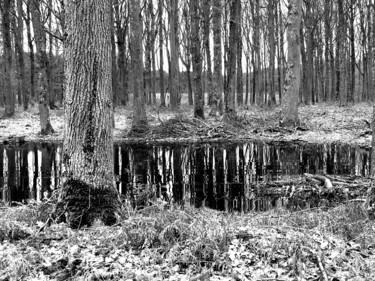 Photographie intitulée "L'étang au fond des…" par Jérôme Cambra, Œuvre d'art originale