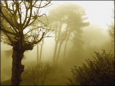 Photography titled "effet de brouillard" by Jérôme Cambra, Original Artwork