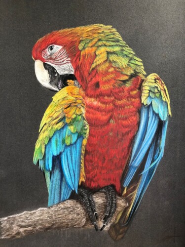 Dessin intitulée "Coco le perroquet" par Jess.C.Art, Œuvre d'art originale, Crayon