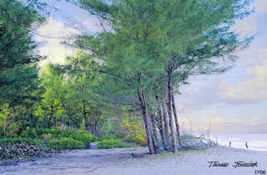 Painting titled "Beach Woods" by Thomas Jewusiak, Original Artwork