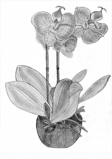 Dessin intitulée "Orchidé" par Jean-Jacques Gomez, Œuvre d'art originale, Autre