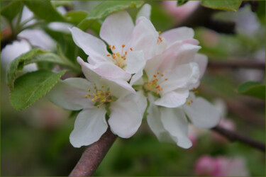 摄影 标题为“Apple Blossoms in S…” 由Jill Annette Johnson, 原创艺术品, 数码摄影