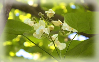 Fotografia intitulada "Catulpa Speciosa Tr…" por Jill Annette Johnson, Obras de arte originais, Fotografia Manipulada