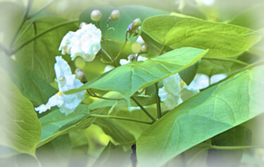 Фотография под названием "Catulpa Speciosa 4" - Jill Annette Johnson, Подлинное произведение искусства, Манипулированная фот…