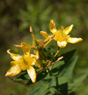 Fotografia intitolato "St. John's Wort Gon…" da Jill Annette Johnson, Opera d'arte originale, Fotografia digitale