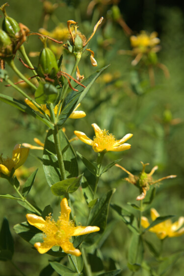 Photography titled "St. John's Wort Gon…" by Jill Annette Johnson, Original Artwork, Digital Photography