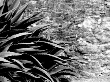 Photography titled "Agave that ate Goli…" by Jim Williams, Original Artwork, Digital Photography