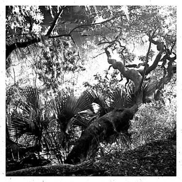 Fotografie mit dem Titel "Peacock Park 1b" von Jim Williams, Original-Kunstwerk, Digitale Fotografie
