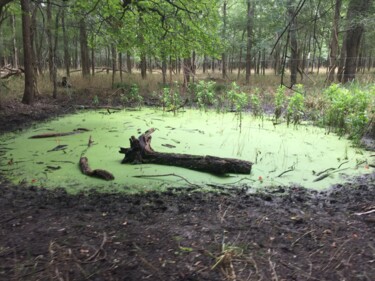 Fotografia intitolato "Green pond" da Jim Williams, Opera d'arte originale, Fotografia digitale
