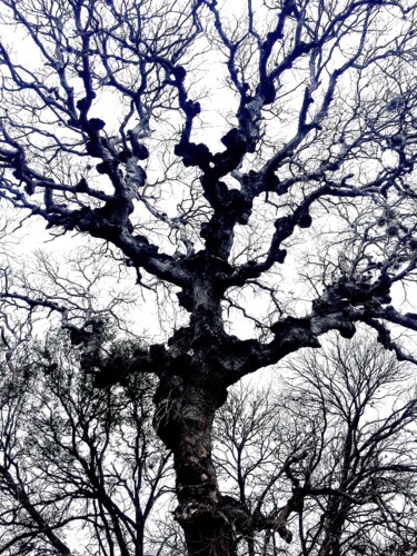 Fotografia intitulada "Texas Spirit Tree" por Jim Williams, Obras de arte originais, Fotografia digital