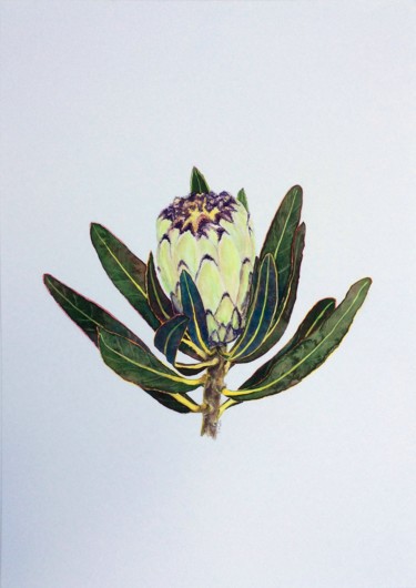 Картина под названием "protea neriifolia c…" - Jing Tian, Подлинное произведение искусства, Акварель