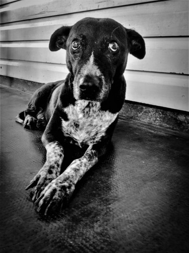 Photographie intitulée "Pacific dog weird" par Jlm, Œuvre d'art originale, Photographie manipulée