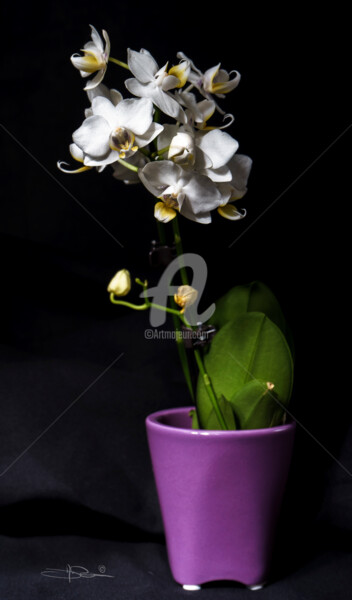 Photographie intitulée "Pot de fleurs" par Jean-Marc Dagois, Œuvre d'art originale, Photographie numérique