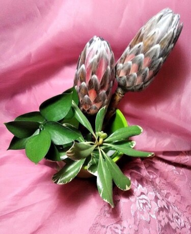 Photography titled "PROTEA - PINK ICE" by Jmsbell, Original Artwork