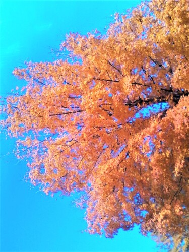 Photography titled "2 AUTUMN, GEORGIA U…" by Jmsbell, Original Artwork, Non Manipulated Photography