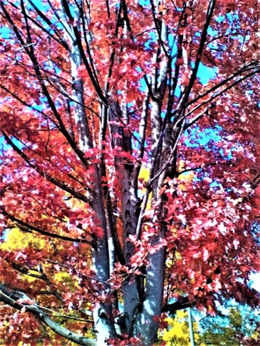 Photography titled "3 AUTUMN, GEORGIA U…" by Jmsbell, Original Artwork, Non Manipulated Photography